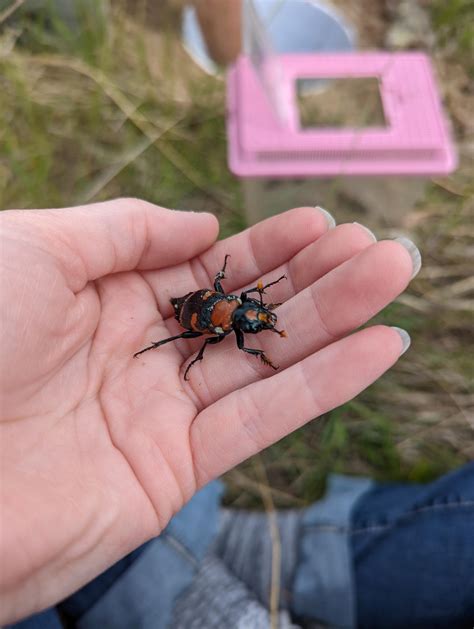 American Burying Beetle Reintroduction Efforts in Ohio | The Wilds