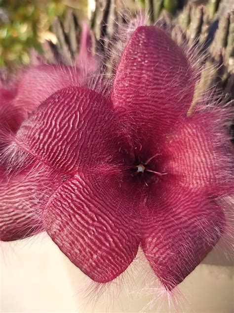 Stapelia Grandiflora - Plant Treasury