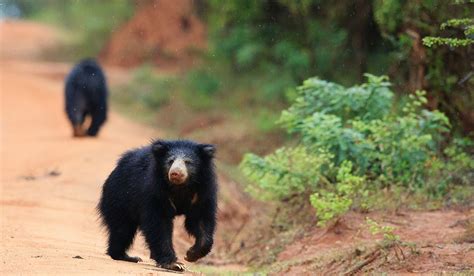 wildlife national parks  sri lanka sle