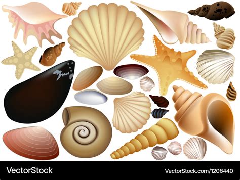 shell collection royalty  vector image vectorstock