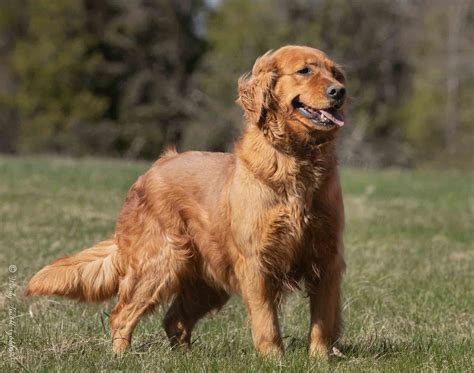 Home - Windy Knoll Golden Retrievers