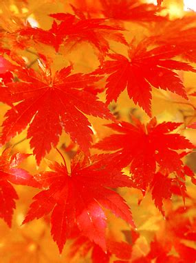 leaf color change  autumn wisconsin horticulture