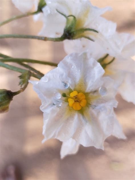 whate folwe trees flower  photo  pixabay pixabay