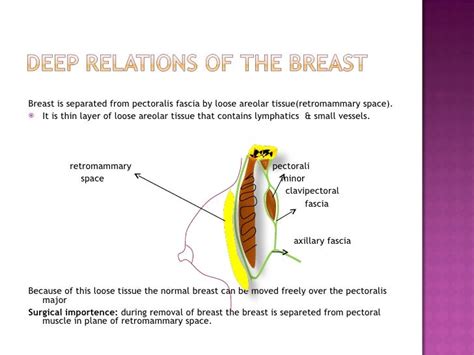 surgical anatomy of breast & management of advanced carcinoma breast