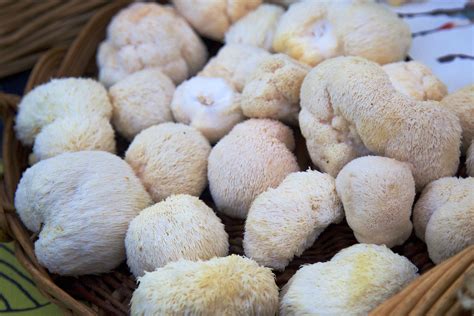 lion mane mushroom malaysia kira  mcintosh