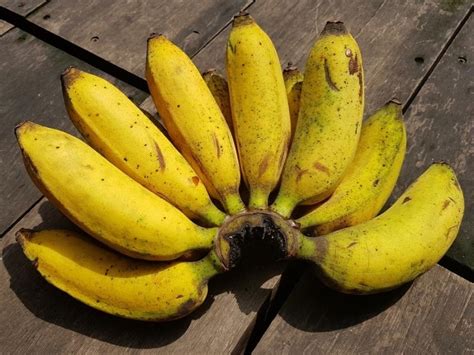 17 Types of Bananas (Different Varieties) - Insanely Good