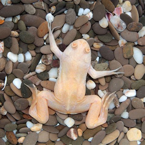 Xenopus Stock Photos, Pictures & Royalty-Free Images - iStock