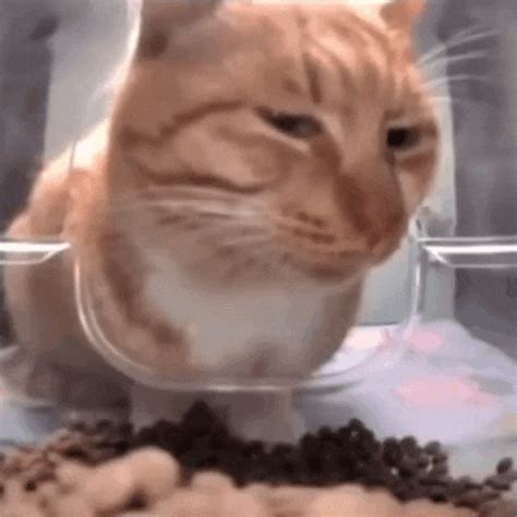 Sus Cat GIF - Sus cat - Discover & Share GIFs