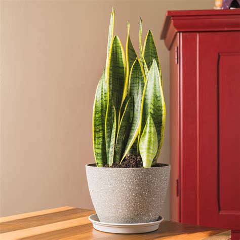 Snake Plant - House and Patio Trees from the Arbor Day Tree Nursery