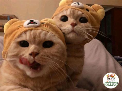 Nhìn gì v :3 🍓 Save = Follow me :)) 🍓 | Cute cats and dogs, Baby cats ...