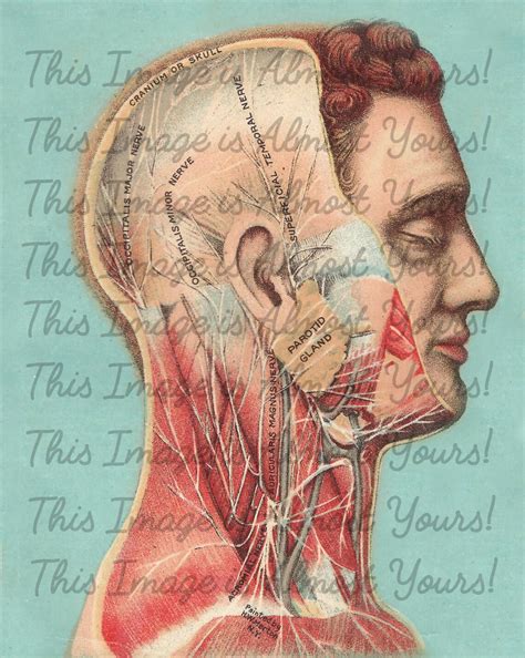 Anatomical Anatomy Map of a Male Medical Model Instant Digital - Etsy