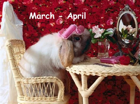 Calendar Playboy Bunnies 2008 | PPS