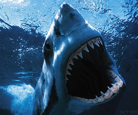 shark week review special