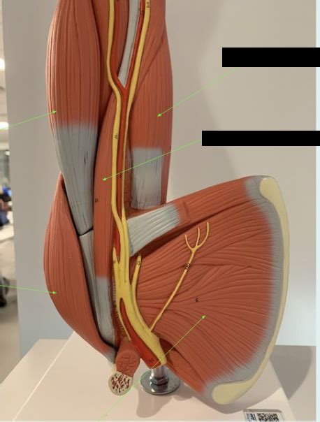 ap small arm  diagram quizlet