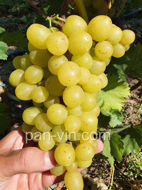 Солнышко — pan-vin.com