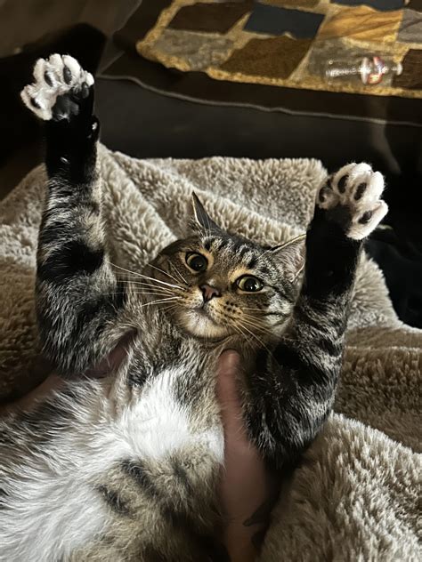 Reach for the sky! Jack boi is such a chunky boi : r/aww