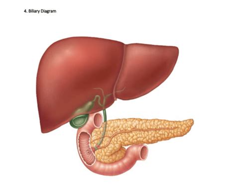 biliary diagram quiz