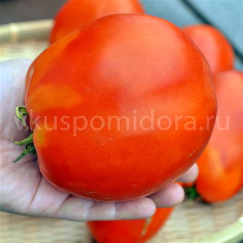 Купить семена томата сорт Подсинская лиана