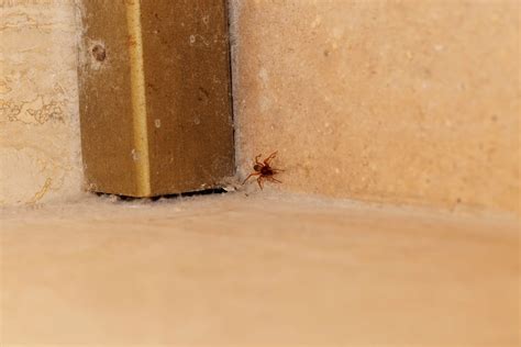 Spiders - Ace Walco Pest Control