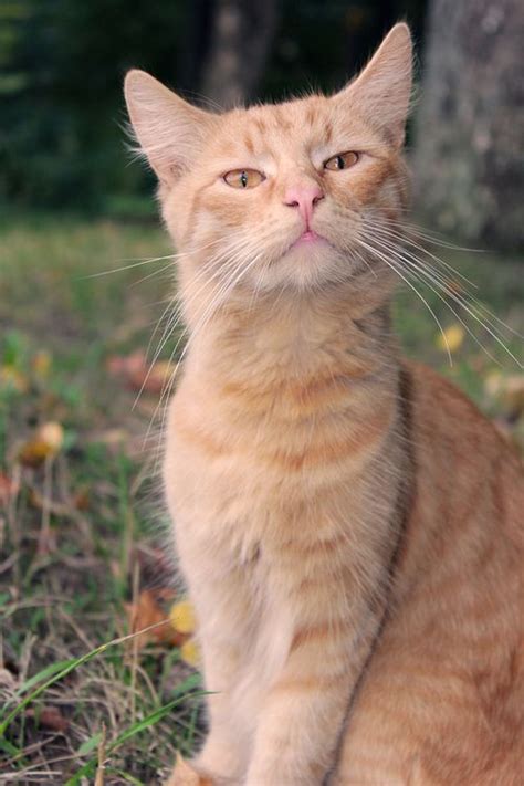 Mel Cat | Beautiful cats, Cute cats, Cute cats and kittens
