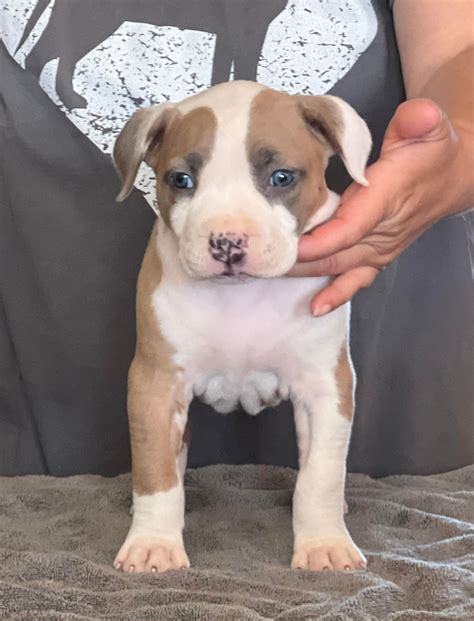 Mia - BarTin Kennels