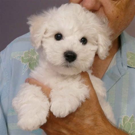 Bichon Frise Puppies For Sale In Florida