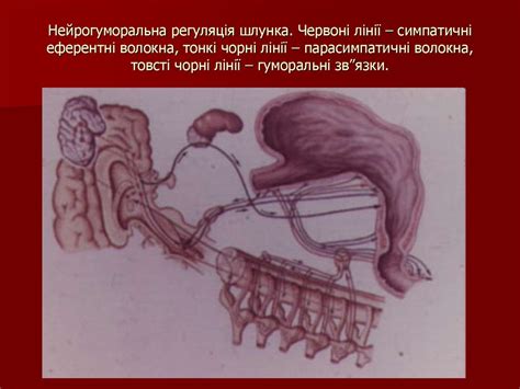 Травлення в ротовій порожнині та шлунку - презентация онлайн