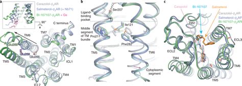Structural features of the β2AR–salmeterol–Nb71 complex a–c, Overlay of ...
