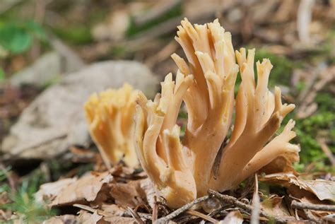 Рамария (Ramaria) - Picture Mushroom