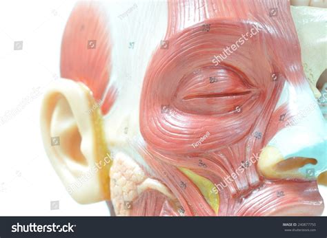 Eyes Muscle Anatomy Stock Photo 240877750 | Shutterstock