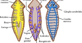 Platelmintos Resumo - Ciências Biológicas: Platelmintos