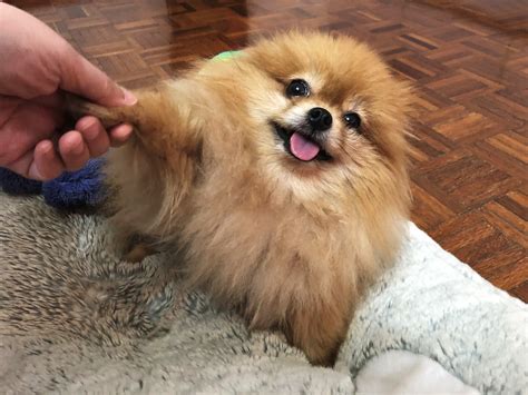 cute baby animals