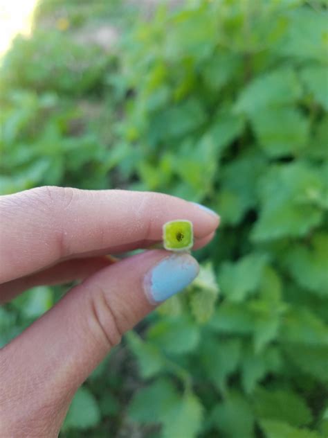 The stems of mint plants are square : r/mildlyinteresting