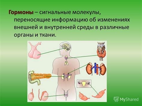 Презентация на тему: "Гормоны гипоталамуса, гипофиза. Гормоны ...