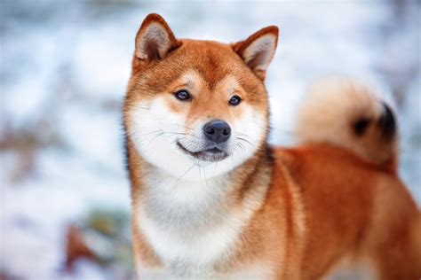 afanofdogsAn ancient Japanese breed, the Shiba Inu is a little but well ...