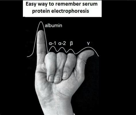 Easy Way To Remember Serum Protein Electrophoresis | Faculty of Medicine