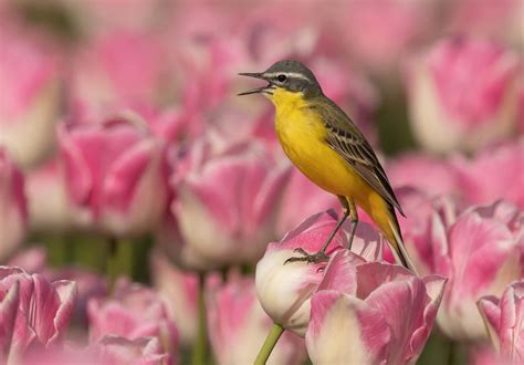 Download Birds Chirping 2048 X 1430 Wallpaper Wallpaper | Wallpapers.com