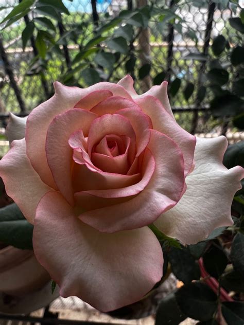 Pink Rose in 2024 | Pink rose, Rose, Pink