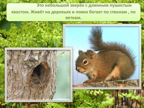 Животные леса - презентация онлайн