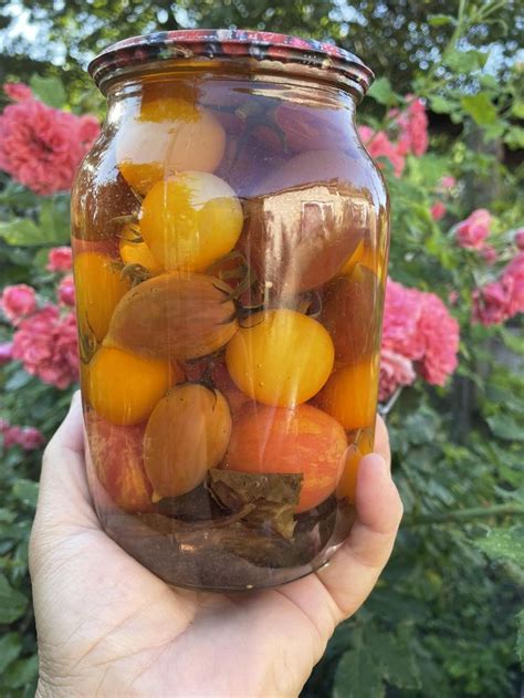 Маринованые помидоры ,рецепт... - Тамара Проскурня