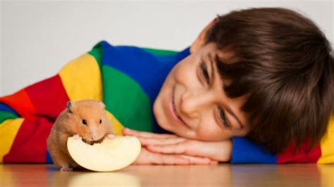 Teaching Children to Care for Pets: Hamster Edition