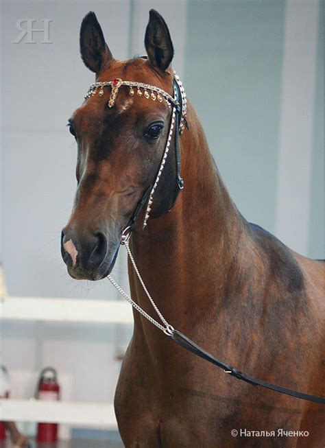 Ахалтекинская - фотографии - equestrian.ru