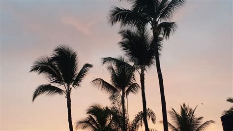 Palmas En La Puesta Del Sol Foto de archivo - Imagen de hawai, sunset ...
