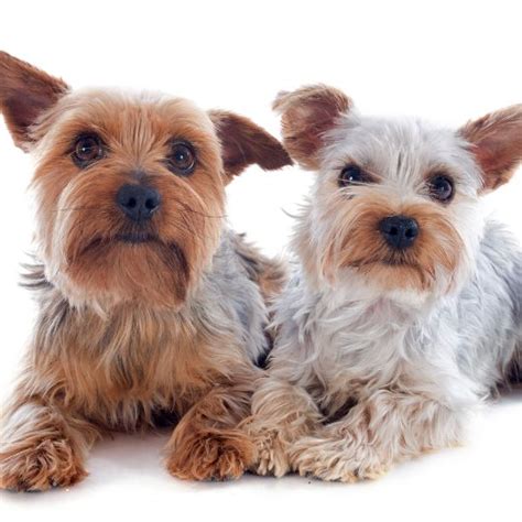 ᐅ Todo lo que no sabes de los Yorkshire Terrier