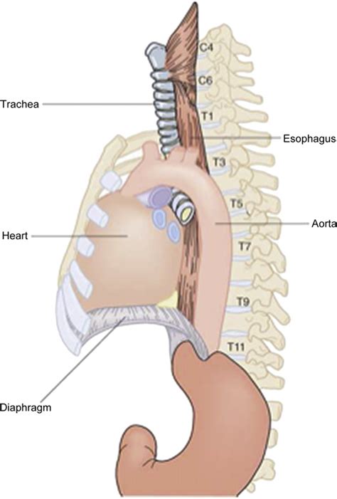 anatomy thorax esophagus esophagus anatomy  vfigom
