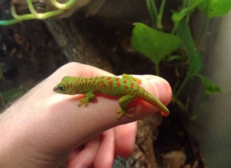 Phelsuma Grandis | in Maryhill, Glasgow | Gumtree