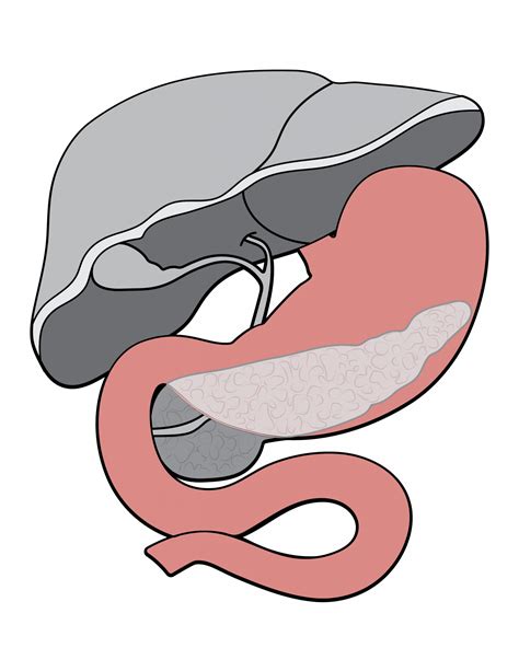 Hepatobiliary-Pancreatic & GI Surgery | Department of Surgery