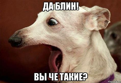 да блин! вы че такие?, Мем собака - Рисовач .Ру