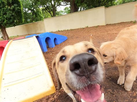 daytona craigslist pets 3