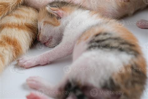 Newborn baby kittens drinking milk from their mom breast 5859904 Stock
